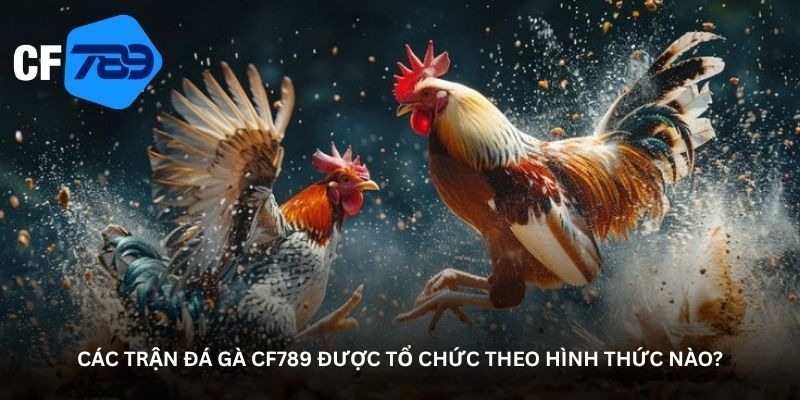 CF789 Cockfighting Arena – Unexpected Clashes 2 image 10