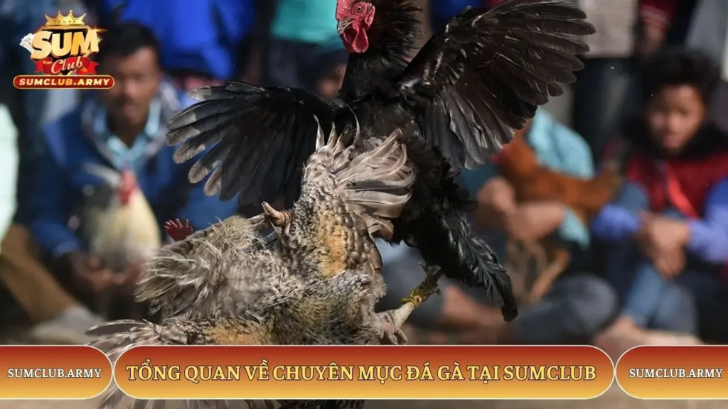 Sumclub Cockfighting – Content Overview and Key Points to Note 1 image 26