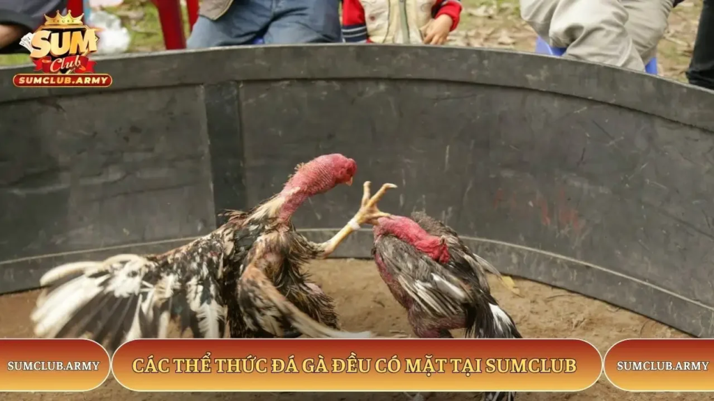Sumclub Cockfighting – Content Overview and Key Points to Note 3 image 27