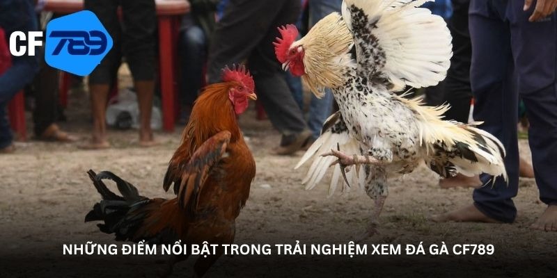 CF789 Cockfighting Arena – Unexpected Clashes 1 image 8