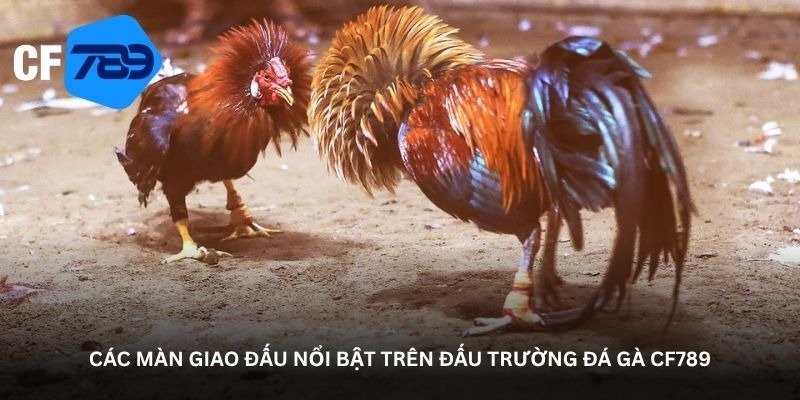 CF789 Cockfighting Arena – Unexpected Clashes 3 image 9