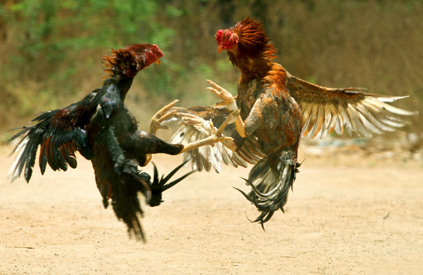Thomo Cockfighting Today – Live, High-Definition Cambodian Cockfighting at Thomohomnay 1 image 22
