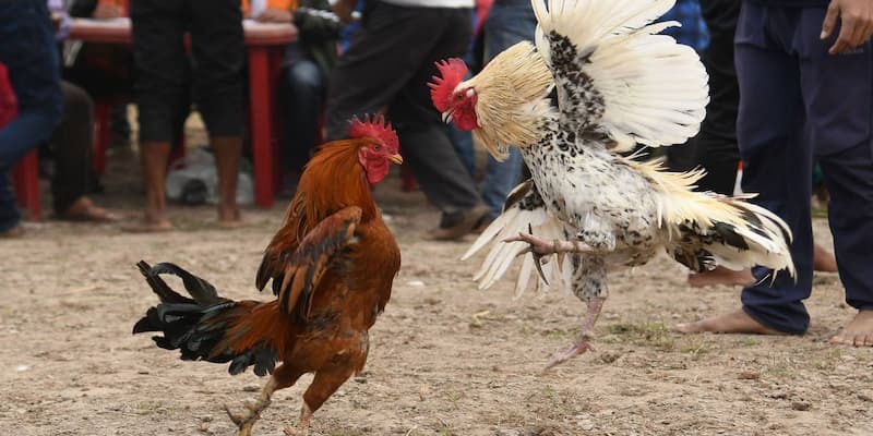 G88 Cockfighting – Watch Thrilling Matches, Place Diverse Bets 3 image 3
