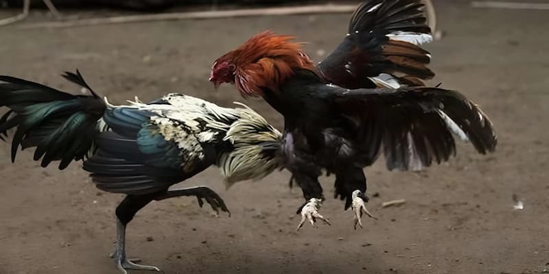 G88 Cockfighting – Watch Thrilling Matches, Place Diverse Bets 1 image 4