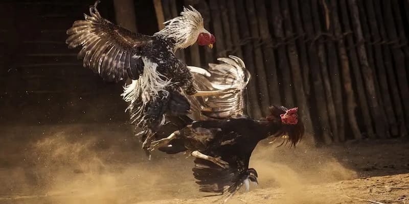 G88 Cockfighting – Watch Thrilling Matches, Place Diverse Bets 2 image 5